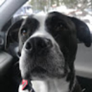 Meet your Posher, Abigail